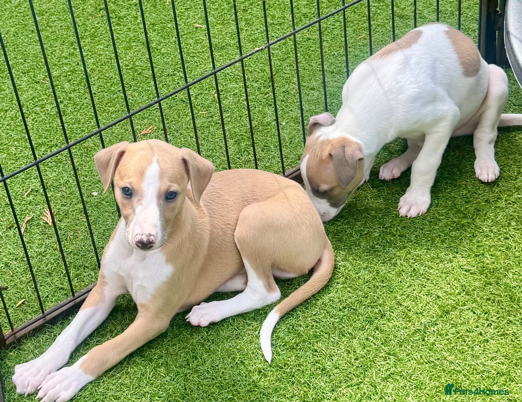 Whippet dogs Beautiful whippet babies! - Advert 1