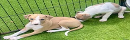 Whippet dogs for sale: Beautiful whippet babies! in Ashton-under-Lyne - Advert 1