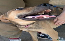 Mixed Breed dogs for adoption: Gandhi is looking for the best home for adoption - Image 10