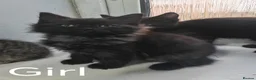 Mixed Breed cats for sale: 8 WEEKS OLD FLUFFY Kittens VIDEOS - Advert 24