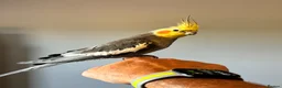 Cockatiels birds for sale: 3 mixed cockatiels 1 hand tame with 2 cages  - Advert 7
