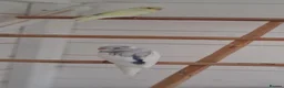 Budgerigars birds for sale: Baby budgies ready to leave now  - Advert 7