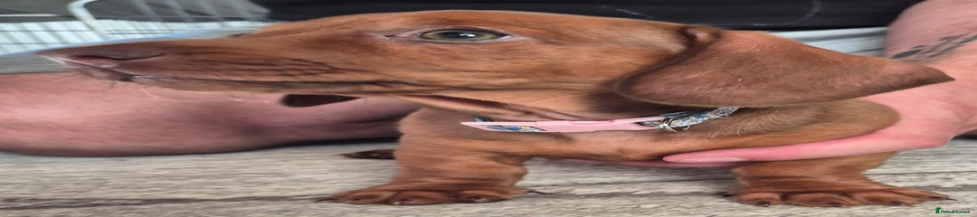 Miniature Dachshund Puppy 1