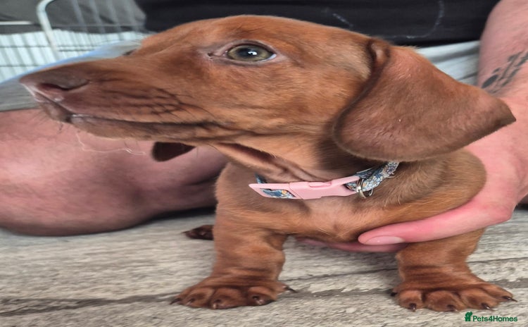 Miniature Dachshund dogs - Advert 2