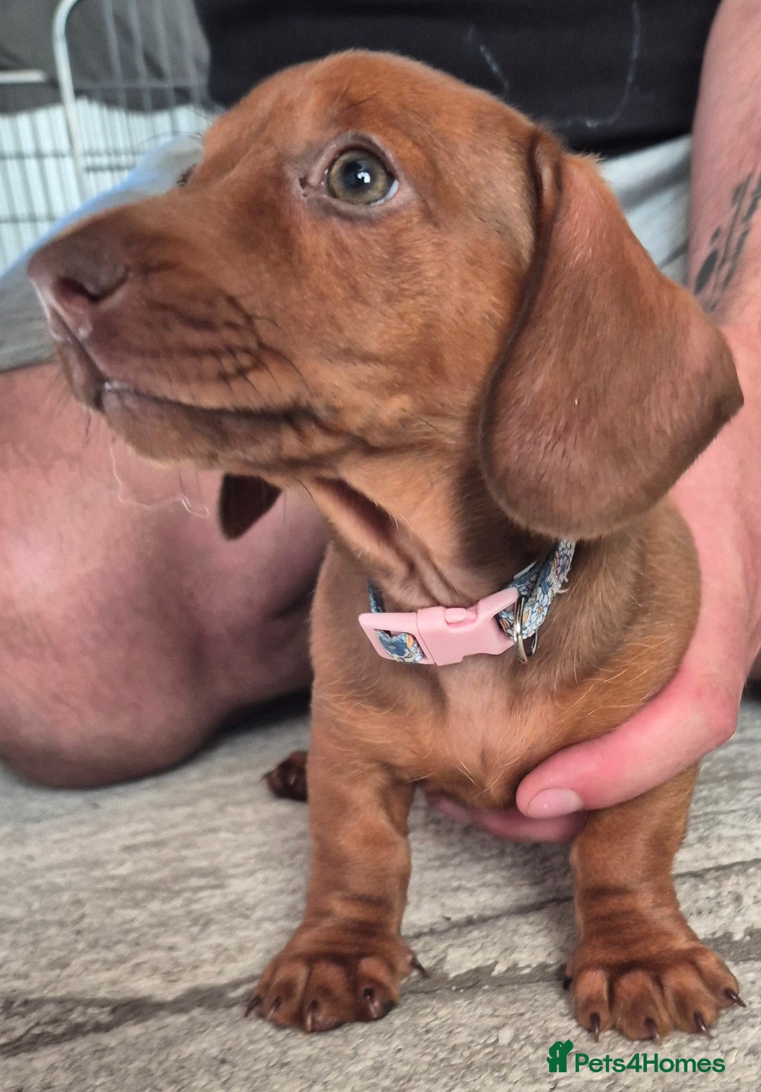 Miniature Dachshund dogs for sale: Beautiful red miniature dachshund  - Image 1