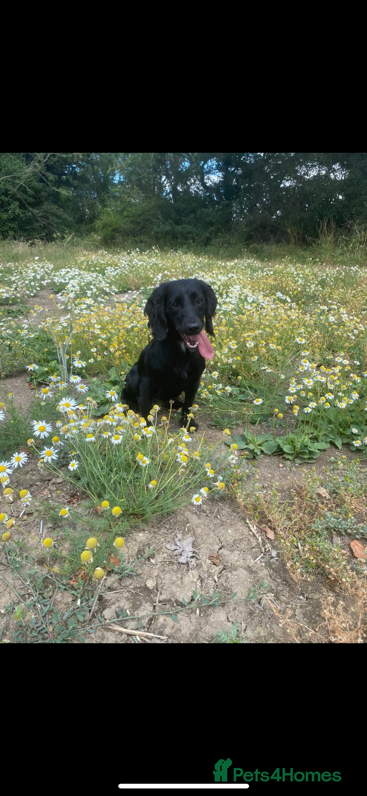 Cocker Spaniel dogs 2 year old kc registered FTHC working bitch  - Advert 1