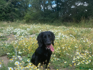Cocker Spaniel dogs 2 year old kc registered FTHC working bitch - Advert 1