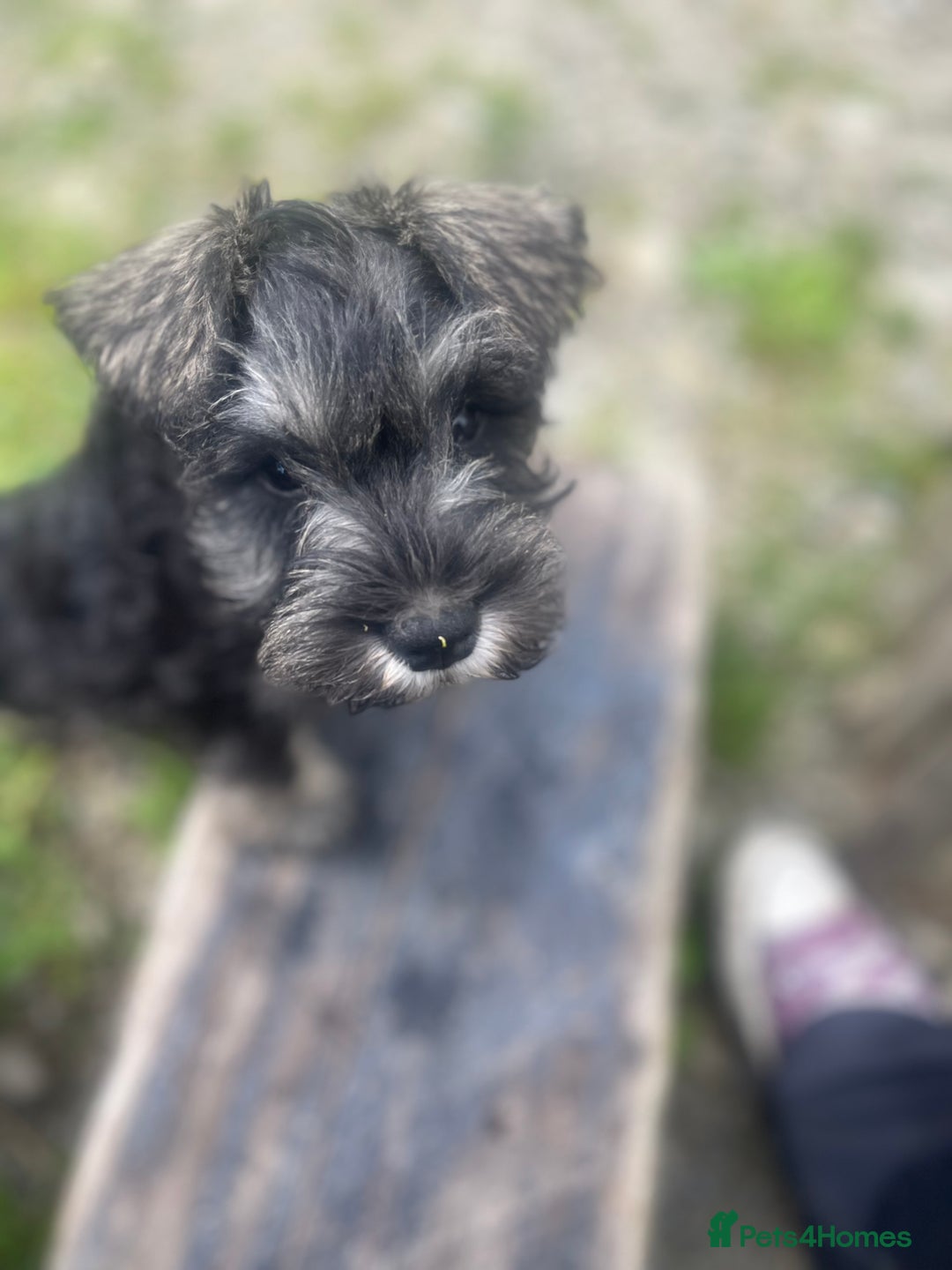 Miniature Schnauzer dogs for sale: KC miniature schnauzer puppies  - Image 12