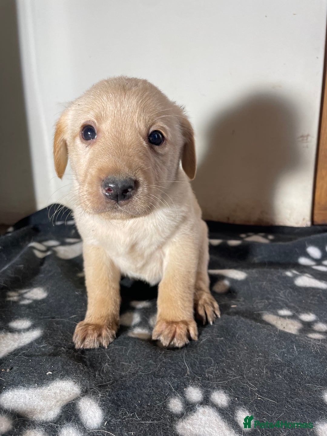 Labrador Retriever dogs for sale: Stunning chunky Labrador pups  - Advert 5
