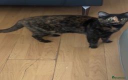 Domestic Shorthair cats for sale: 2x cats that need to be rehomed asap! - Image 2