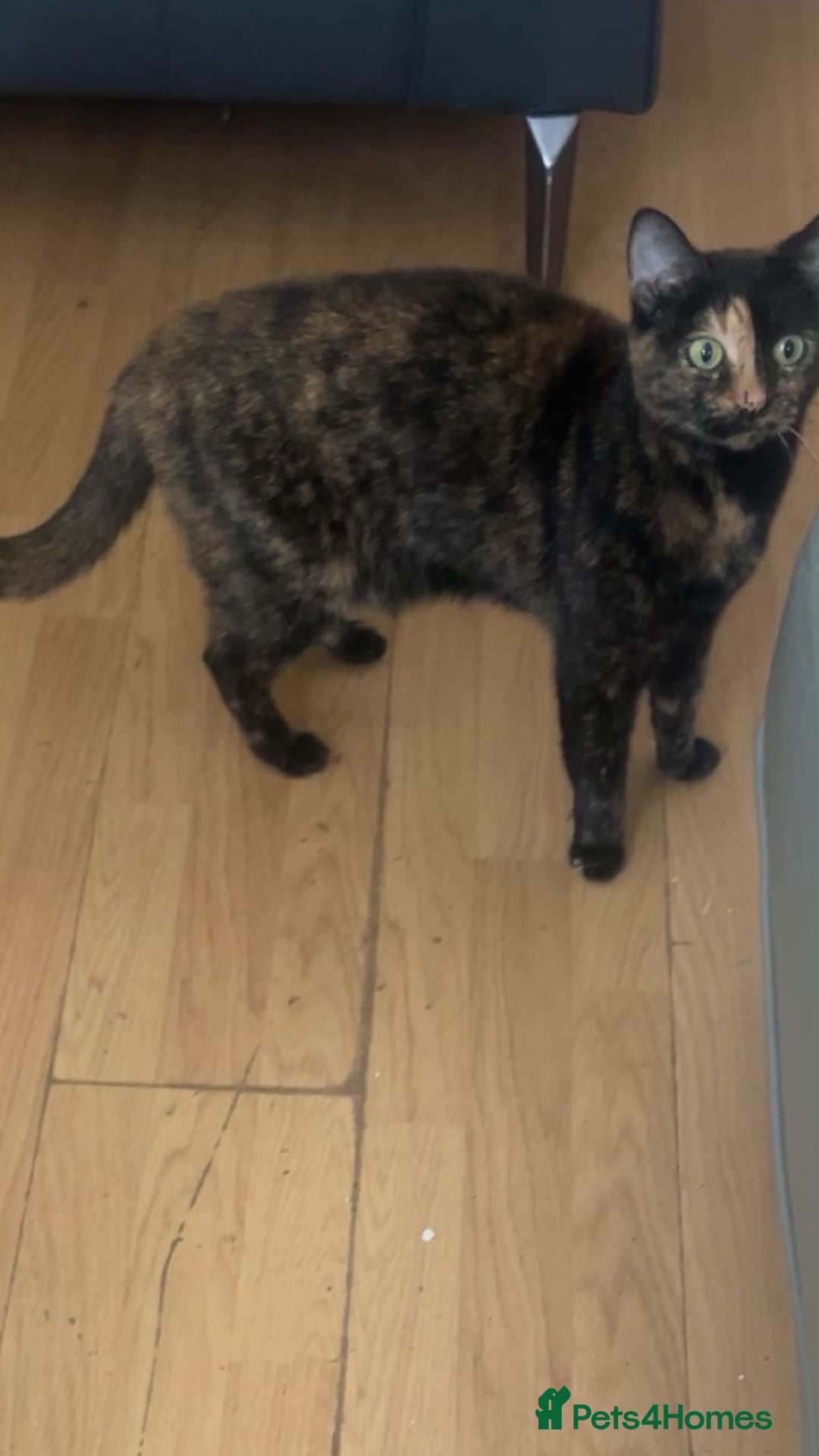 Domestic Shorthair cats for sale: 2x cats that need to be rehomed asap! - Image 2