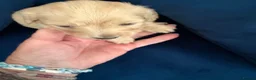 Miniature Dachshund dogs for sale: READY NOW Pure cream mini long haired pups - Advert 15