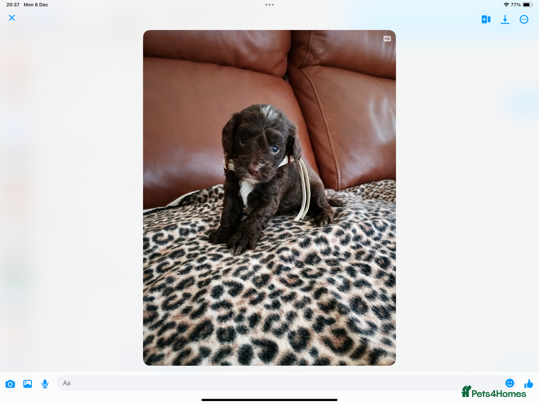 Mixed Breed dogs for sale: COCKALIERPOOS - Advert 9