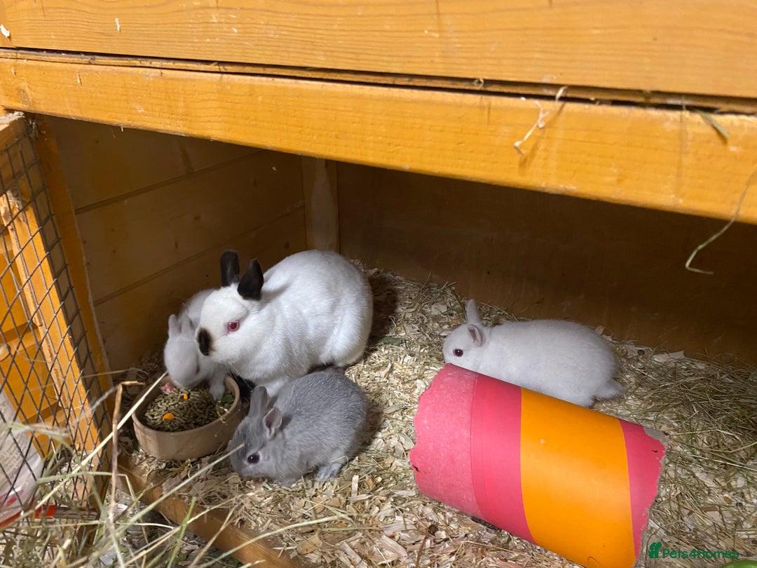 Netherland Dwarf rabbits for sale: Gorgeous baby Netherland Dwarf kits in Manchester - Image 1