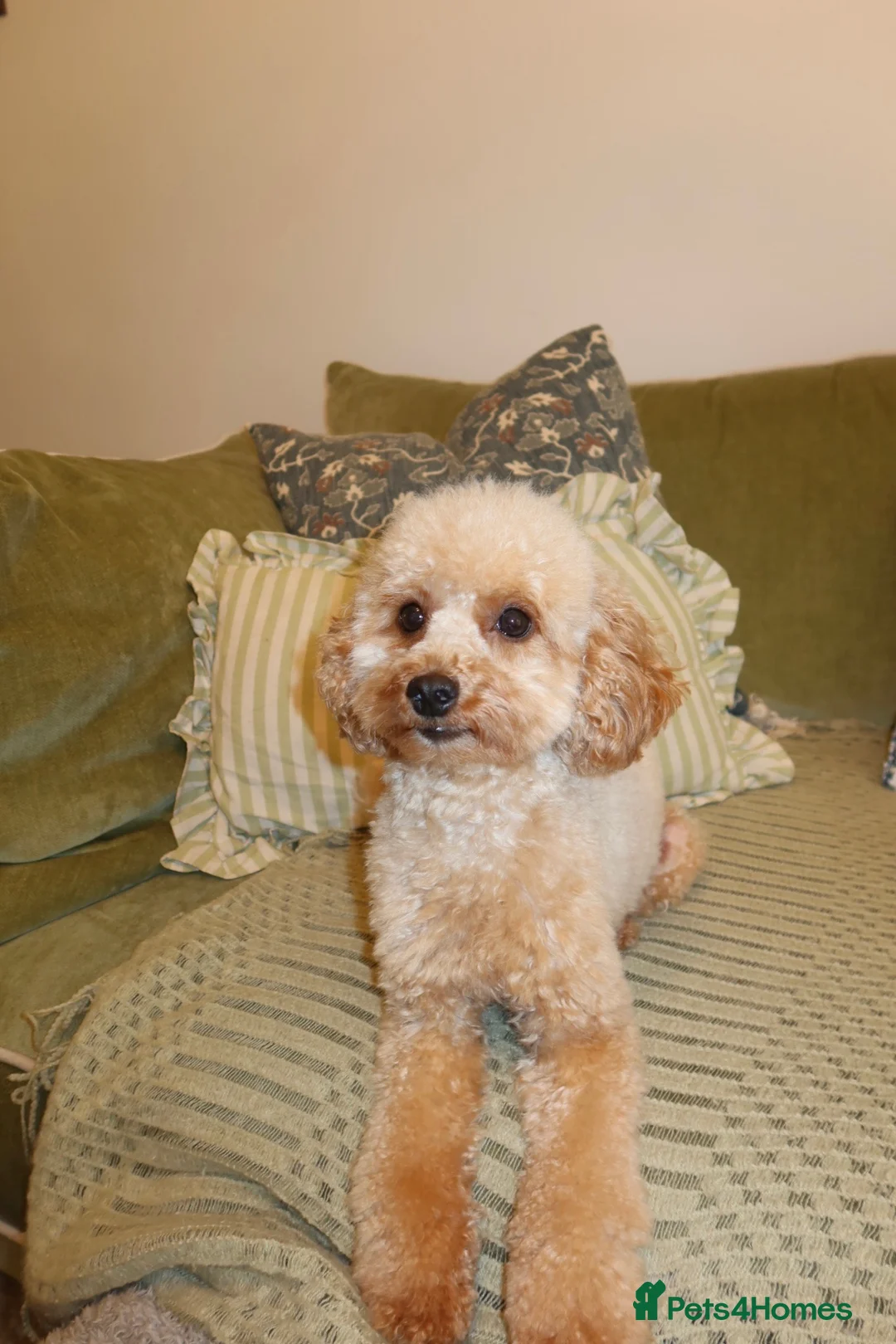 Schnoodle dogs for sale: Gorgeous Schnoodle Puppies 🐾 - Advert 2