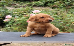 Labrador Retriever dogs for sale: Health Tested Fox Red Puppies for Sale - Image 16