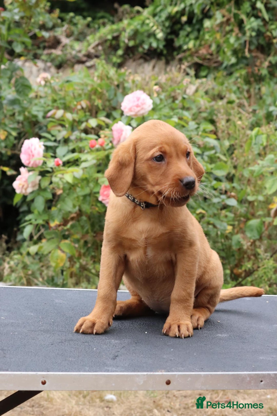 Labrador Retriever dogs for sale: Health Tested Fox Red Puppies for Sale - Image 16