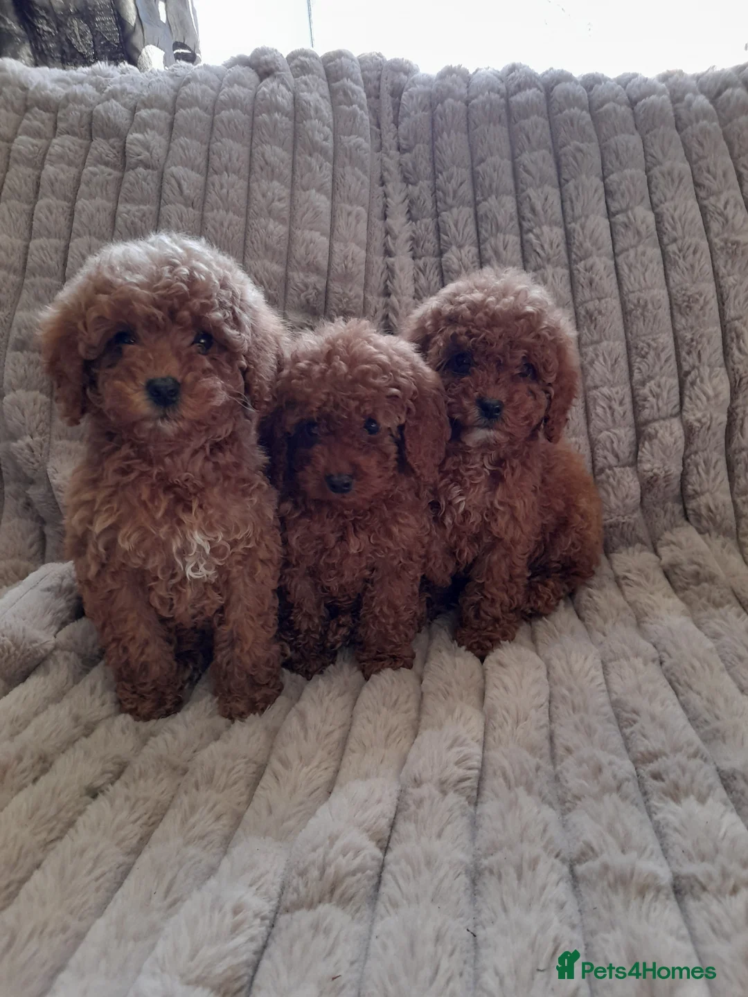 Cockapoo dogs for sale: Stunning Deep Red cockerpoos f1b - Advert 1