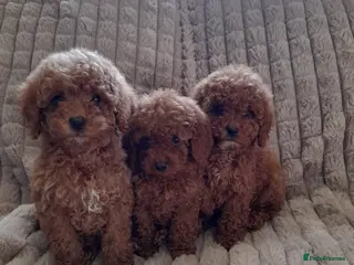 Cockapoo dogs Stunning Deep Red cockerpoos f1b - Advert 5