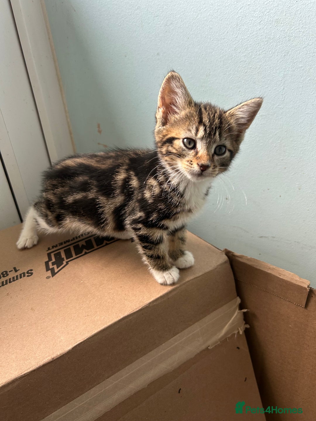 Mixed Breed cats for sale: Two friendly girls  - Image 4