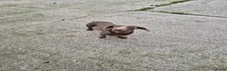 Miniature Dachshund dogs for sale: Wilbur  - Advert 2
