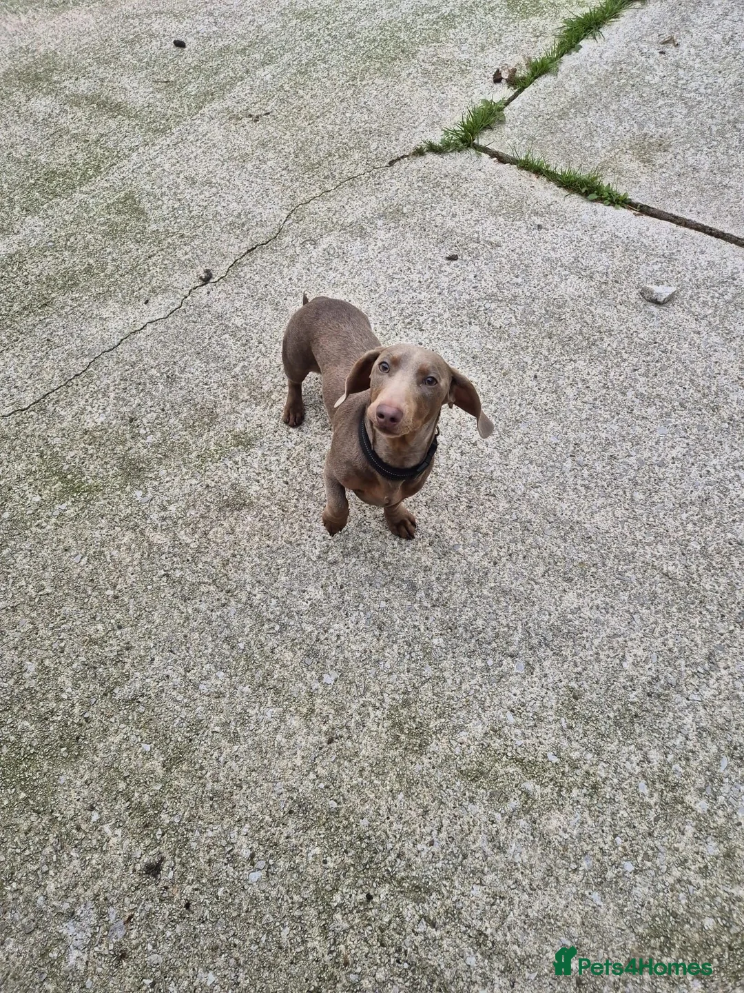 Miniature Dachshund dogs for sale: Wilbur  - Advert 2