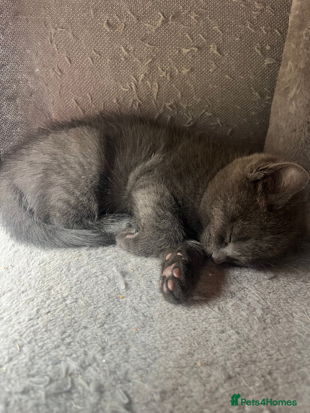 British Shorthair cats for sale: Siamese/BSH kittens - Advert 12