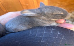 Netherland Dwarf rabbits for sale: Beautiful Mini lop and Netherland dwarf bunnies  - Advert 11