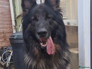 German Shepherd dogs Long fur German shepard - Advert 1