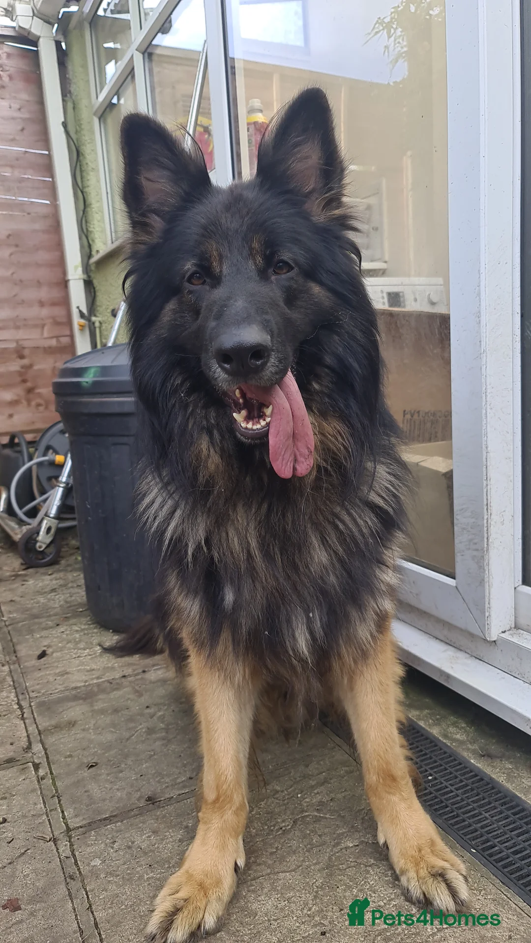 German Shepherd dogs for sale: Long fur German shepard  - Advert 1