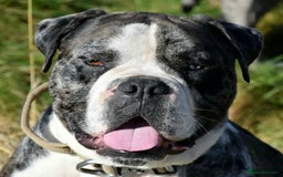 Alapaha Blue Blood Bulldog dogs for sale:  Loving Home Wanted for Hugo - The Sofa King 👑 - Image 2