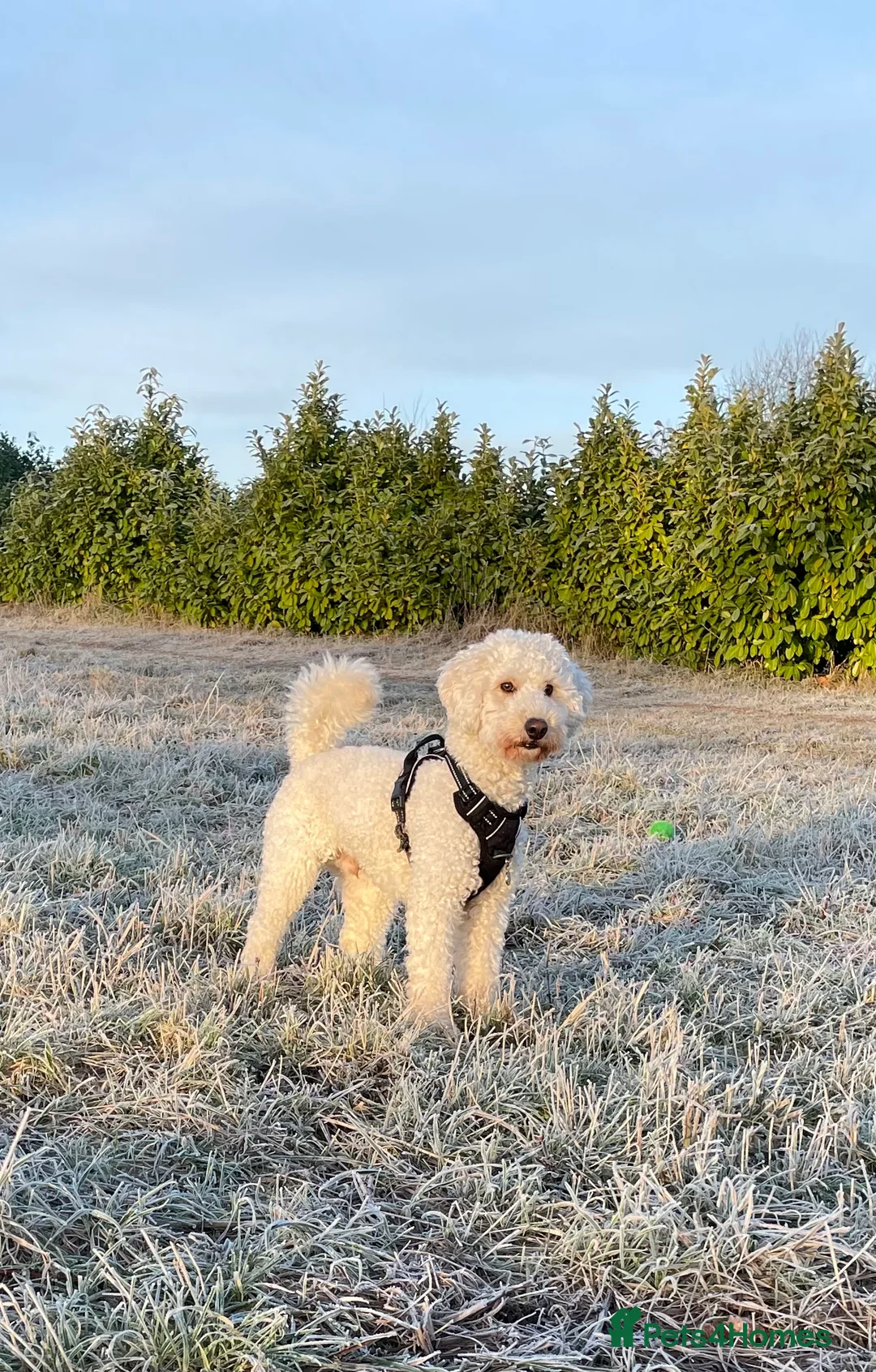 Miniature Poodle dogs for stud: Cream Miniature Poodle - available for stud in Welwyn - Advert 8
