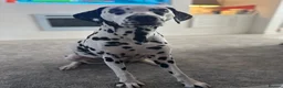 Dalmatian dogs for sale: Dalmation - Advert 3