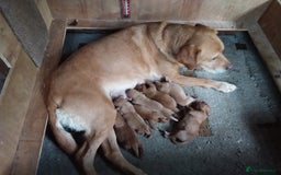 Labrador Retriever dogs for sale: Sweet labrador puppies - Image 7