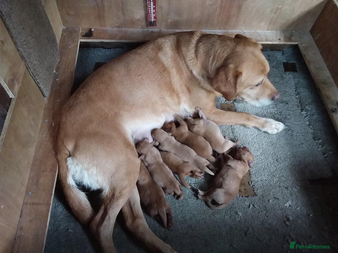 Labrador Retriever dogs for sale: Sweet labrador puppies - Image 7