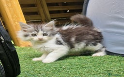 Mixed Breed cats for sale: Sweet Maine Coon mix for sale - Image 11