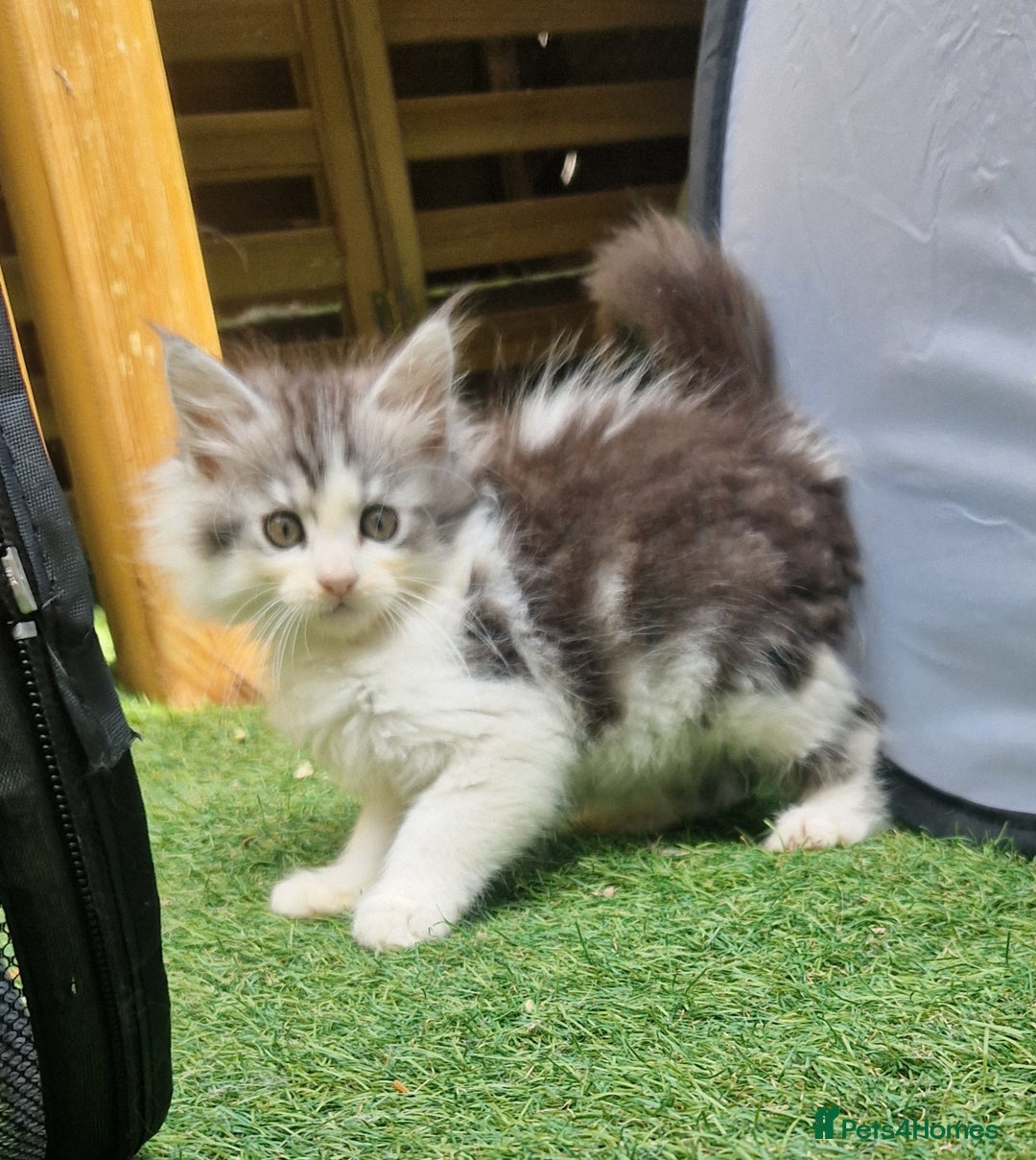 Mixed Breed cats for sale: Sweet Maine Coon mix for sale - Image 11