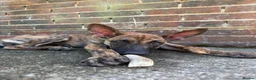 Belgian Shepherd Dog dogs for sale: Dutch Shepherd Puppies - Advert 23