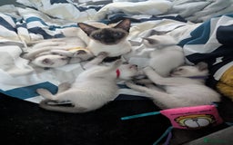 Siamese cats for sale: Your Heart Will Melt! Amazing Siamese Kittens! - Image 6