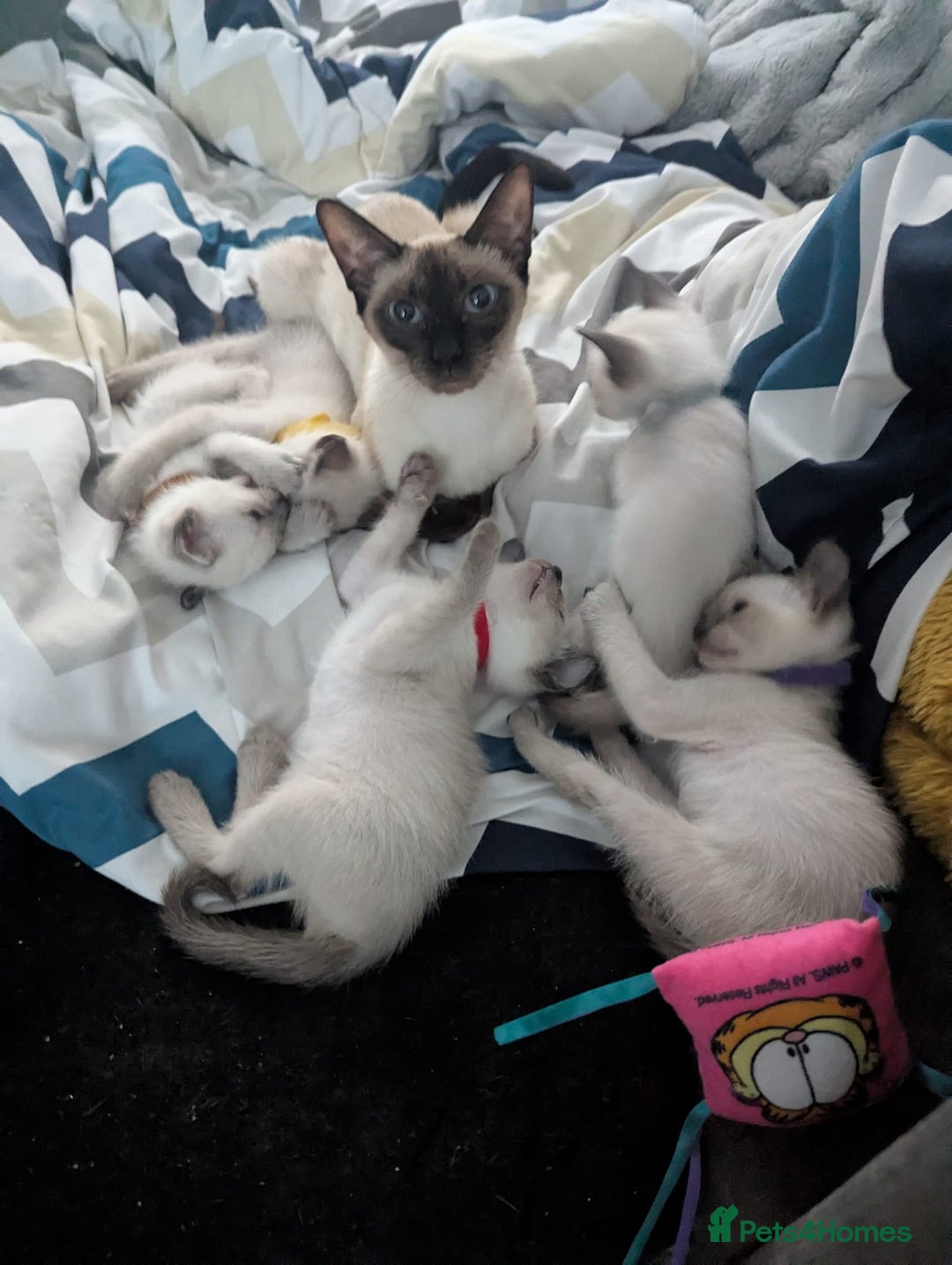 Siamese cats for sale: Your Heart Will Melt! Amazing Siamese Kittens! - Image 6
