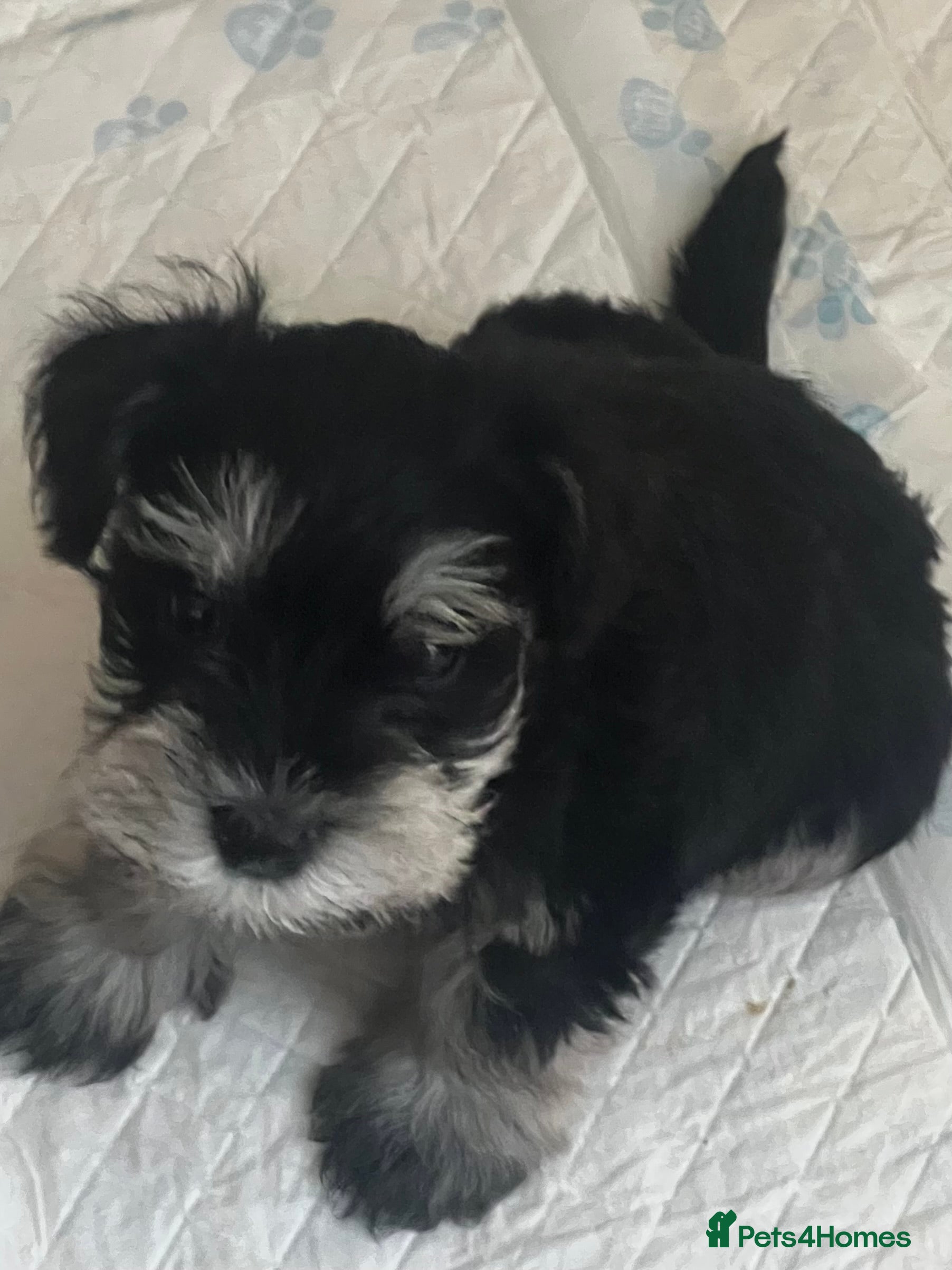 Miniature Schnauzer dogs 🤎🖤🩶Stunning Miniature Schnauzer Pups🩶🖤🤎 - Advert 1
