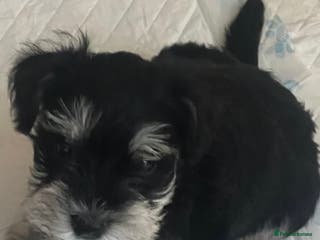 Miniature Schnauzer dogs 🤎🖤🩶Stunning Miniature Schnauzer Pups🩶🖤🤎 - Advert 2