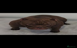 American Bully dogs for sale: Abr Micro Exotic American Bully - Image 8