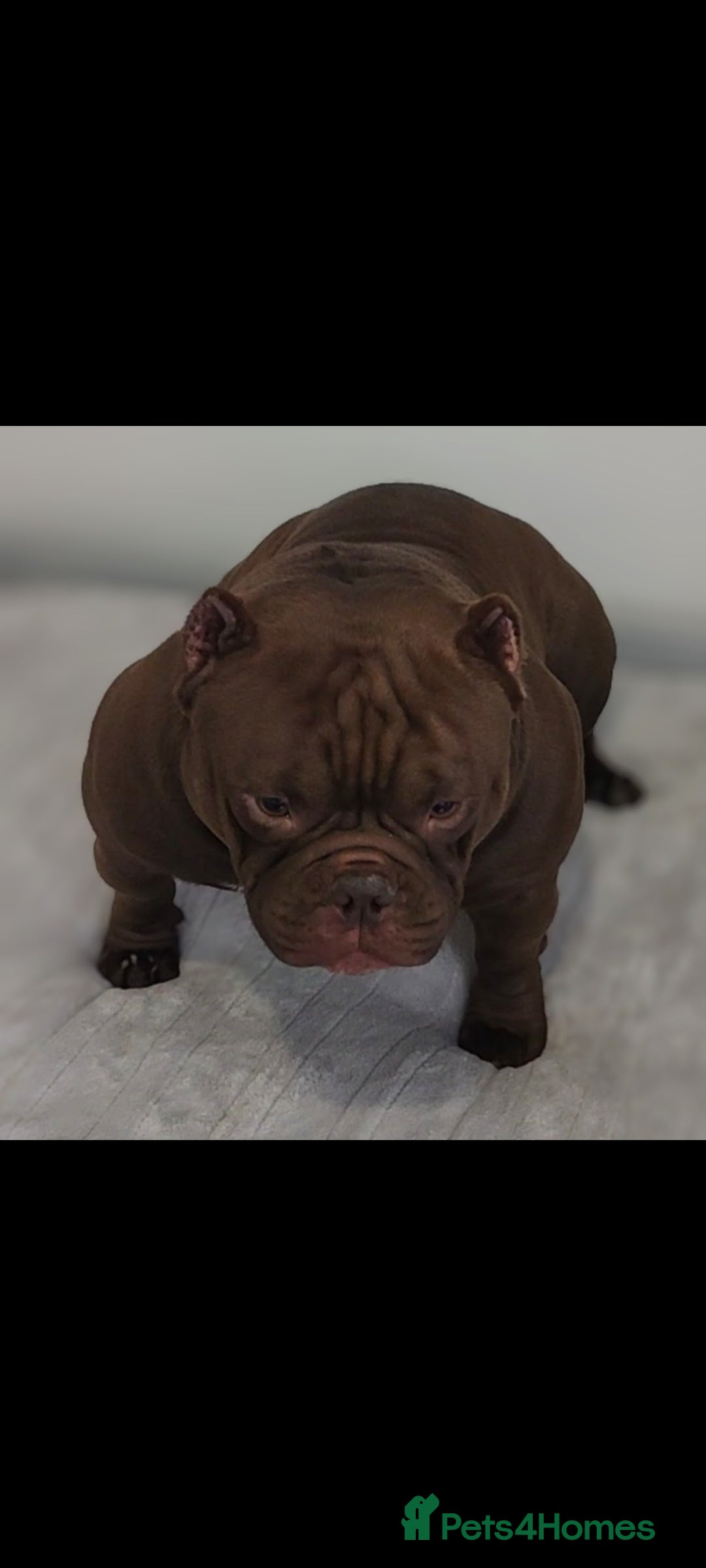American Bully dogs for sale: Abr Micro Exotic American Bully - Image 8