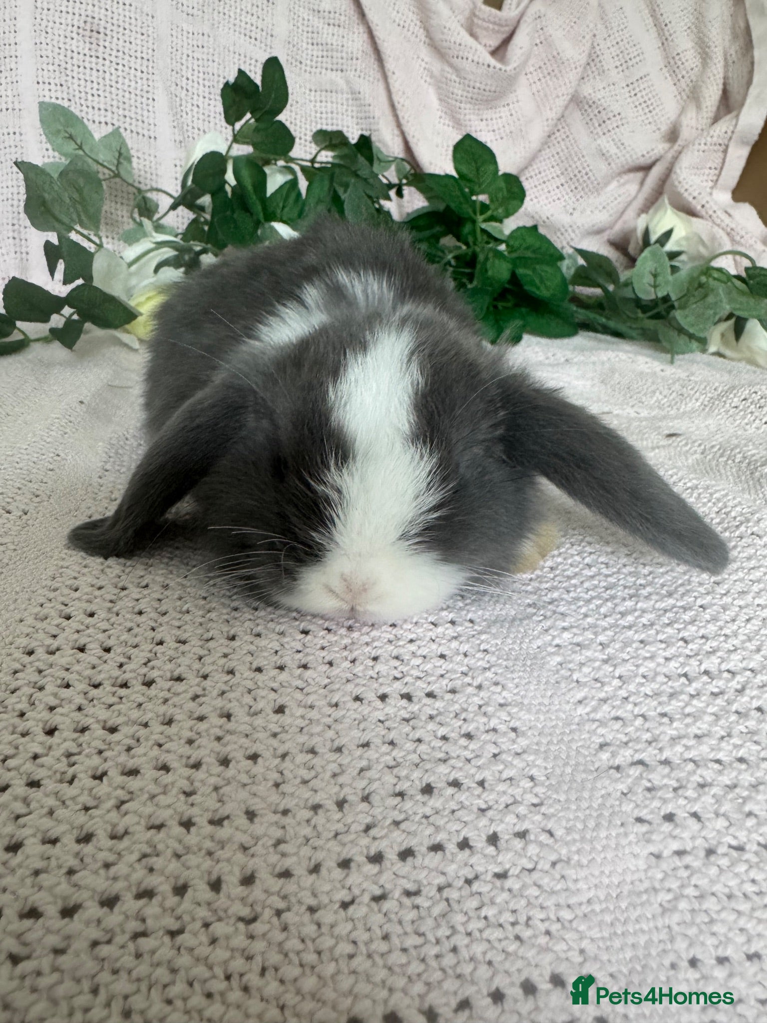 Mini Lop rabbits Beautiful friendly baby mini lops  - Advert 4