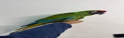Macaws birds for sale: Tame Military Macaw - Advert 5