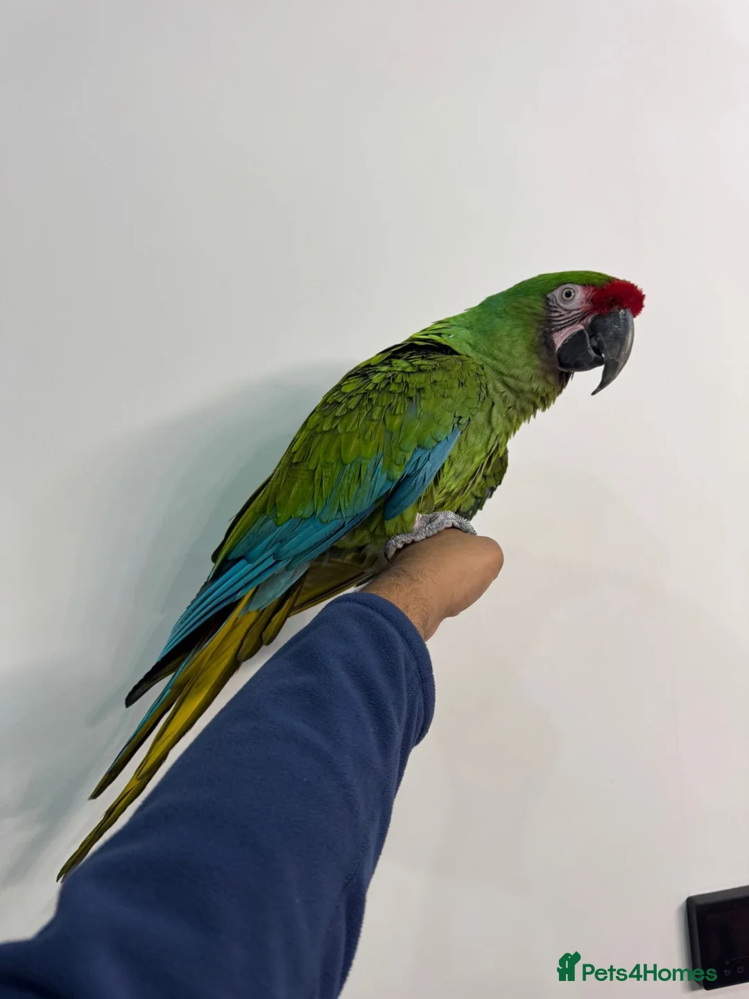 Macaws birds for sale: Tame Military Macaw - Advert 5