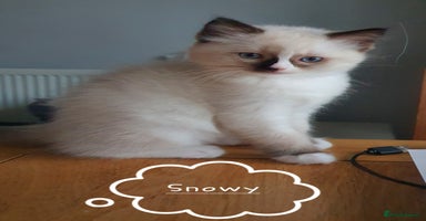 Ragdoll cats ✨🐾Ragdoll Kittens Ready for Their Loving Homes🐾✨ - Advert 11