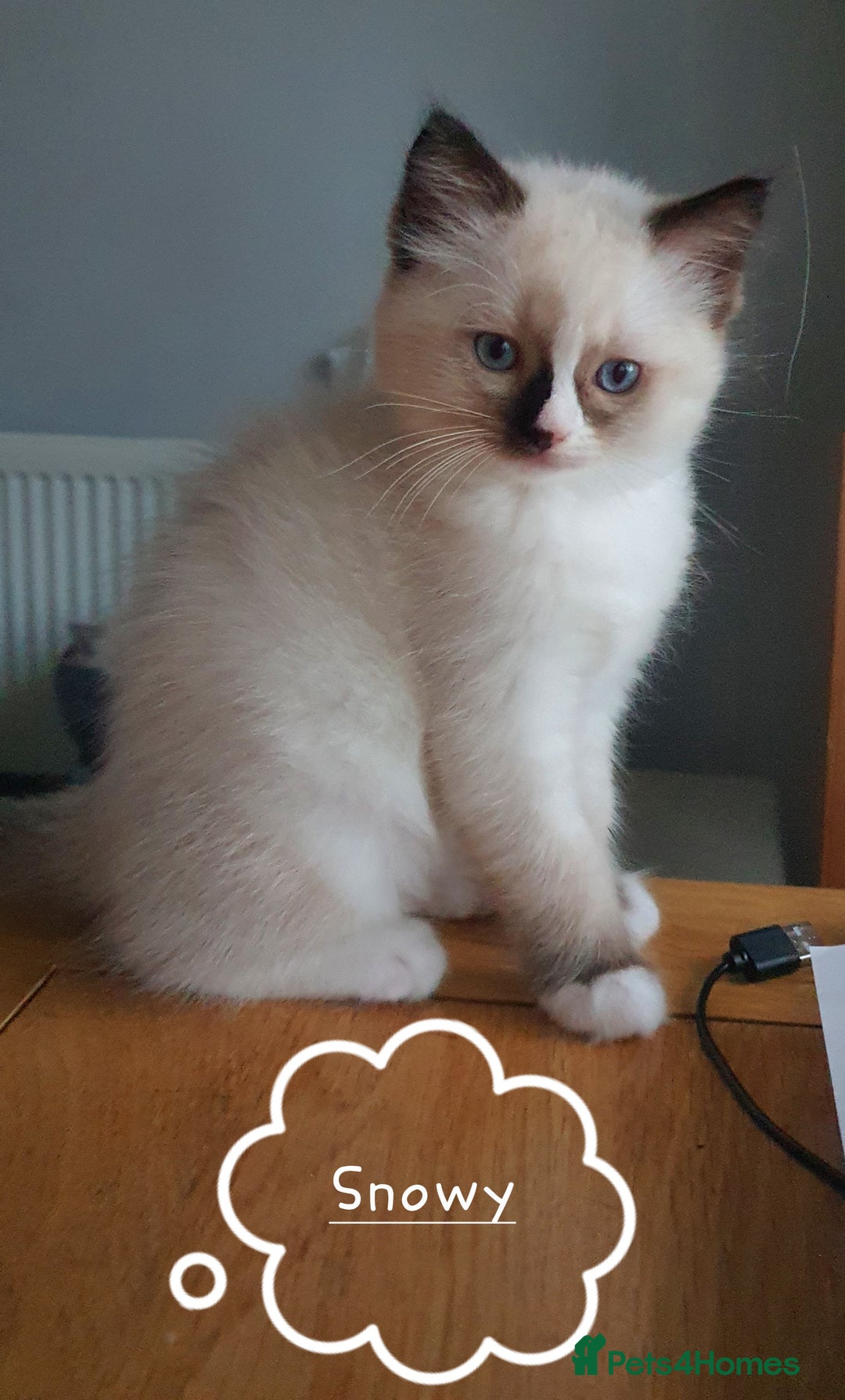 Ragdoll cats for sale: ✨🐾Ragdoll Kittens Ready for Their Loving Homes🐾✨ - Advert 3