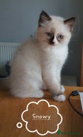 Ragdoll cats ✨🐾Ragdoll Kittens Ready for Their Loving Homes🐾✨ - Advert 11